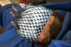 罗非鱼皮肤用于治疗在加利福尼亚州的托马斯火灾中燃烧的熊的爪子。