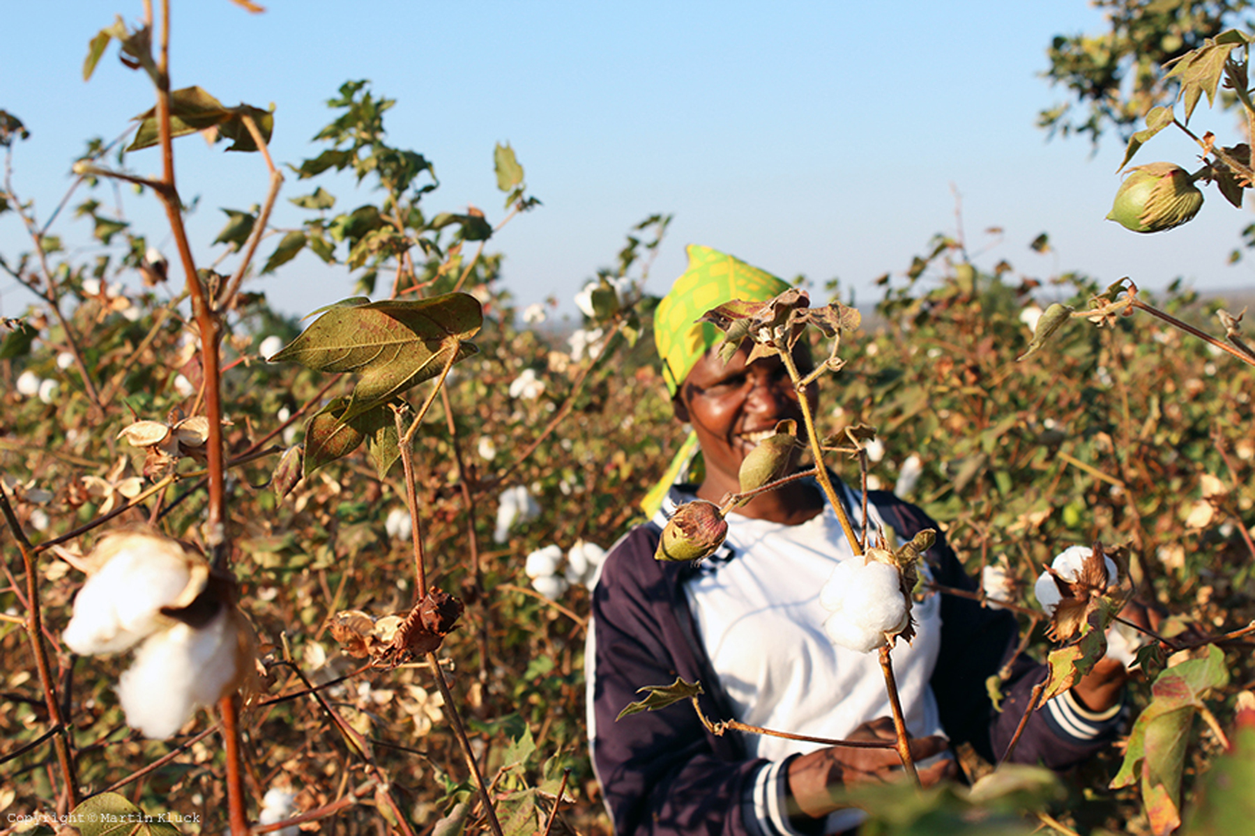 Tanzanian cotton farmer 坦桑尼亚棉花的农民