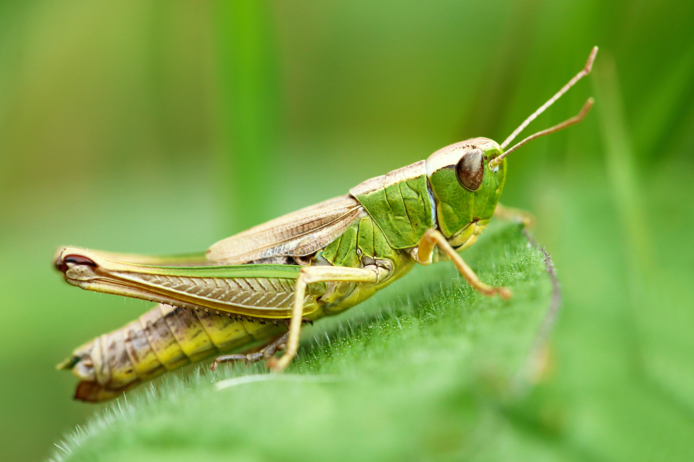 grasshopper in a meadow 草地上的蚱蜢