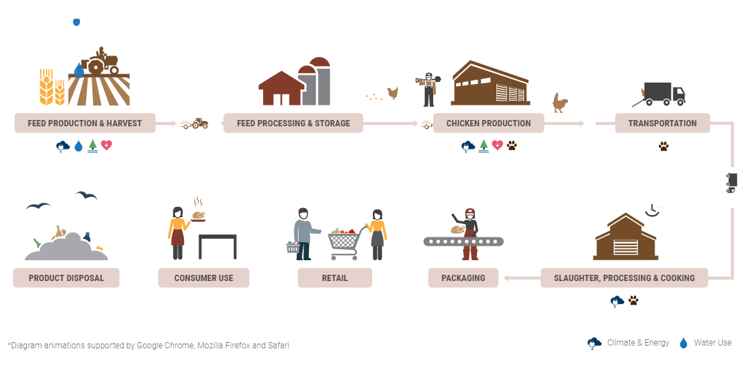 A chicken supply chain diagram by TSC TSC的鸡肉供应链图