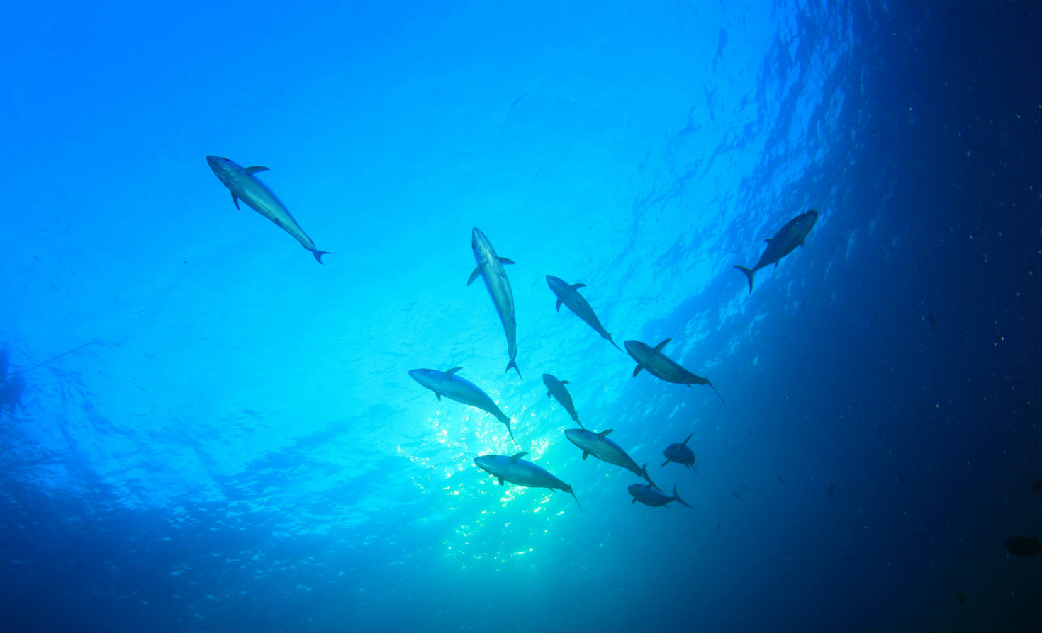 Tuna in ocean 金枪鱼在海洋