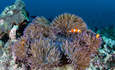 在所罗门群岛的宿主海葵中，小丑鱼游泳，这是由于其令人难以置信的海洋生物多样性珊瑚三角的一部分。