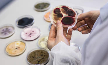 诺维信实验室的研究人员正在处理真菌。