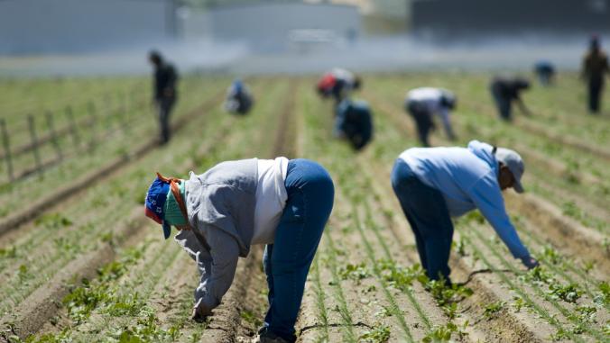 加利福尼亚，圣华金谷，农场工人在田里用手除草