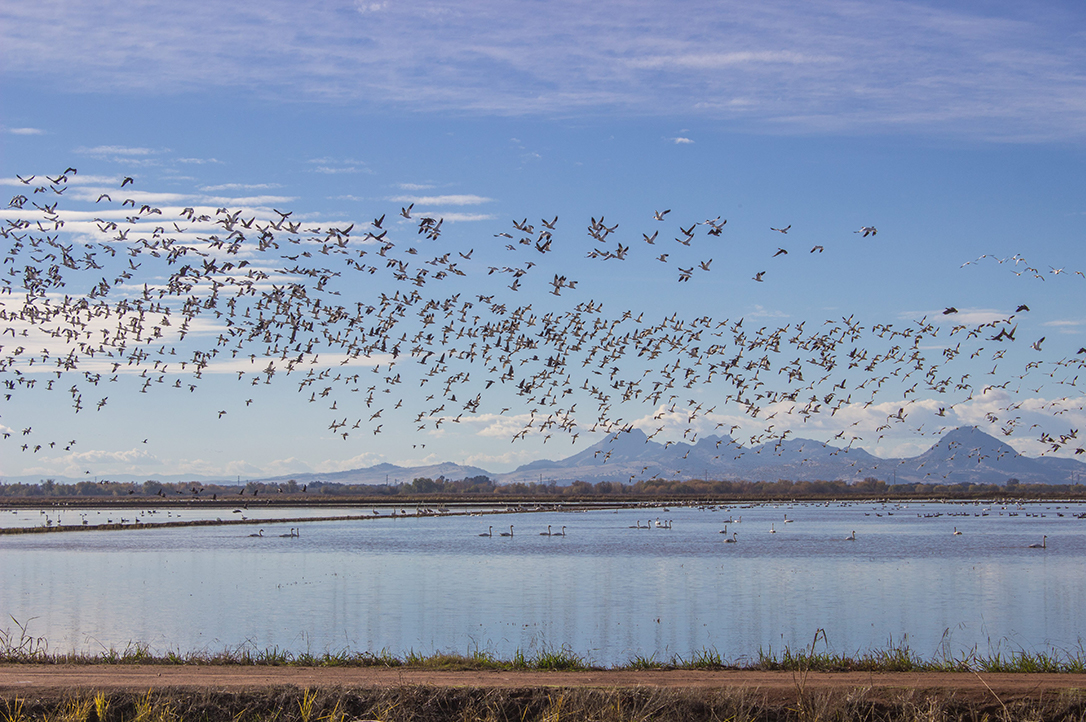 Migrating waterfowl take off from winter-flooded rice fields in California’s Sacramento Valley