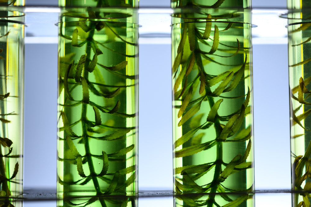 试管中的海藻用于实验室研究