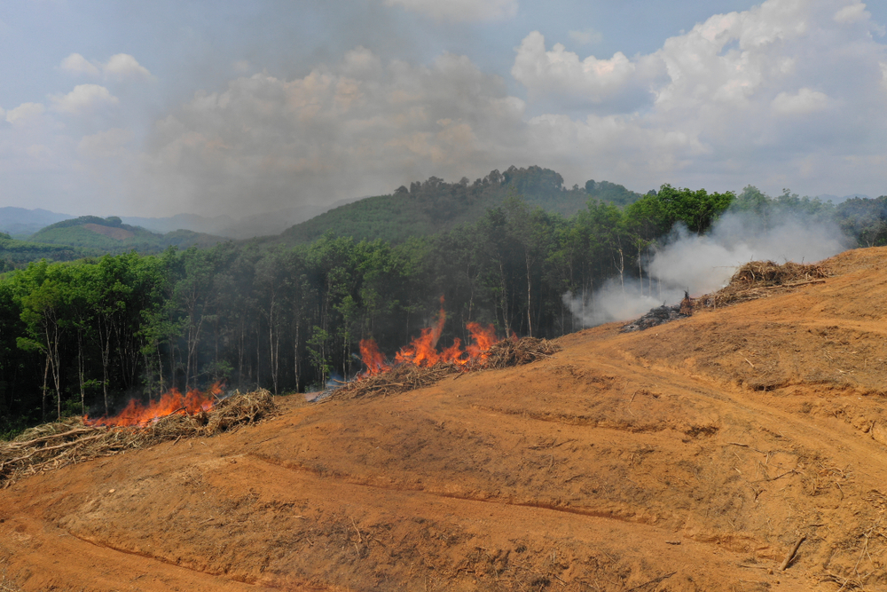 亚马逊雨林的树木被砍伐和烧毁。