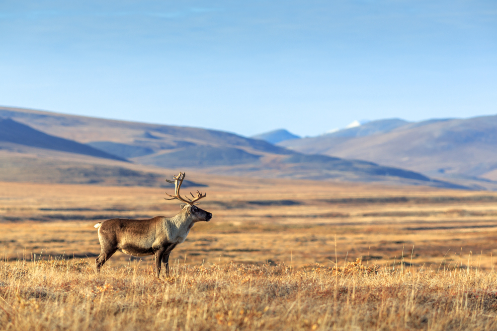 西伯利亚楚科塔苔原上的孤独驯鹿，远处可以看到群山。