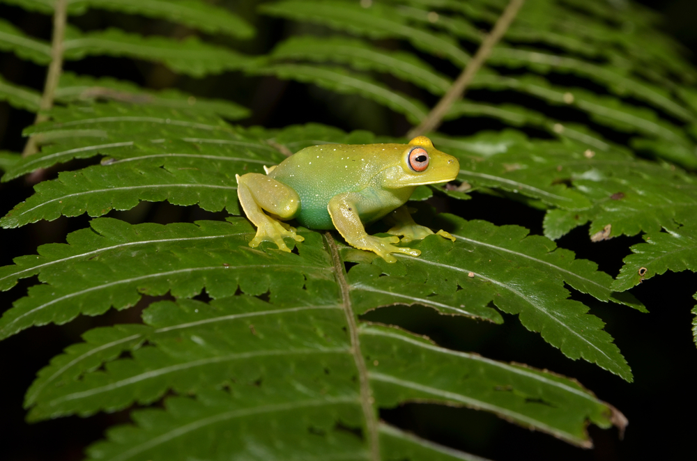 巴西大西洋热带雨林树蛙
