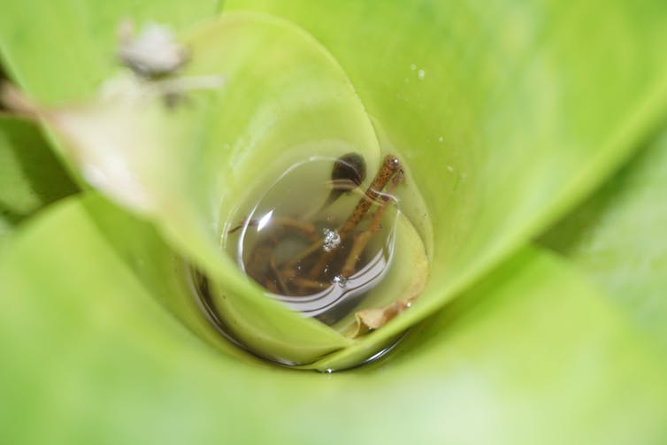 凤梨植物的紧密轮生叶片提供一个小型水族馆蝌蚪，无脊椎动物和微生物