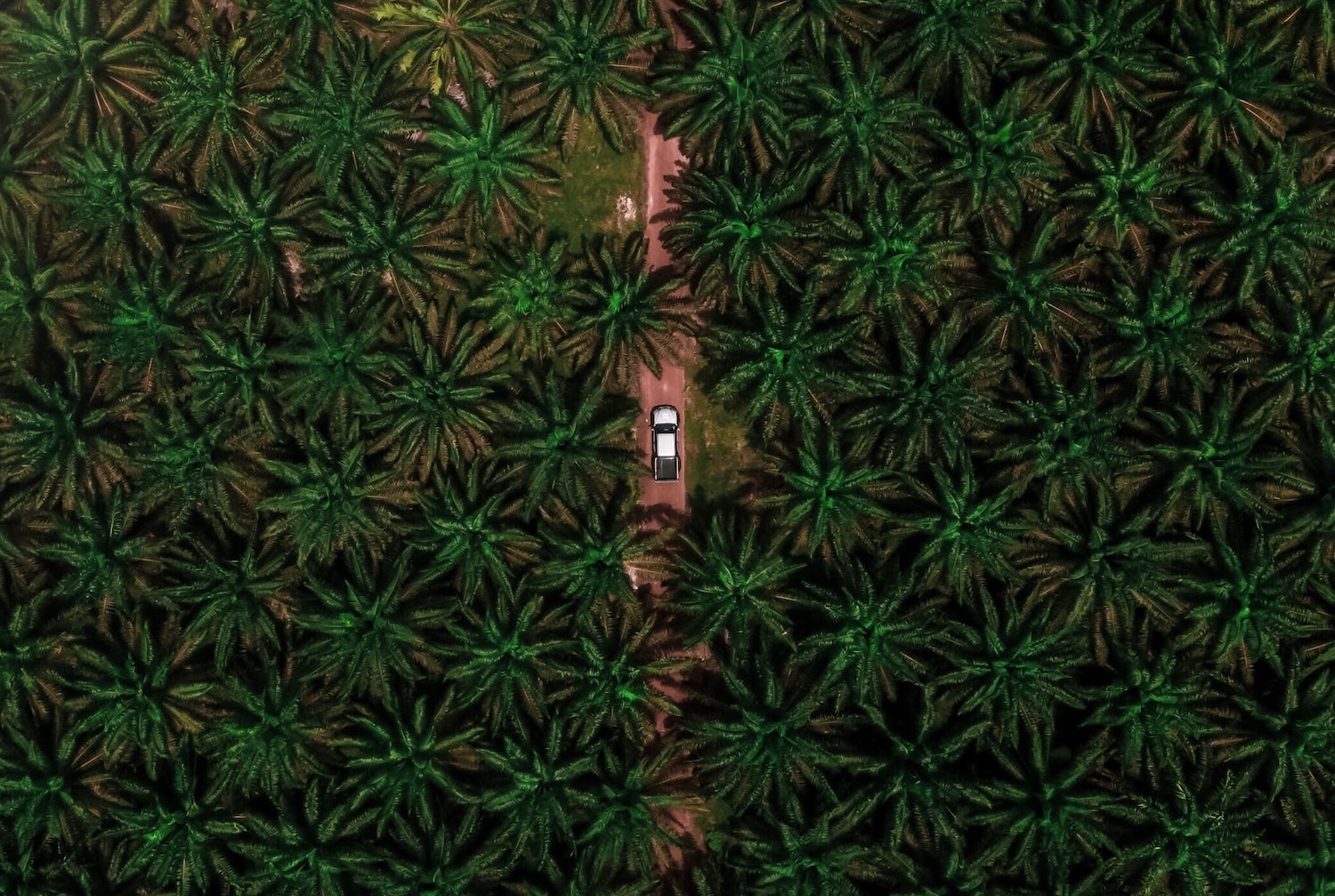 棕榈油树在Negeri Sembilan，马来西亚。