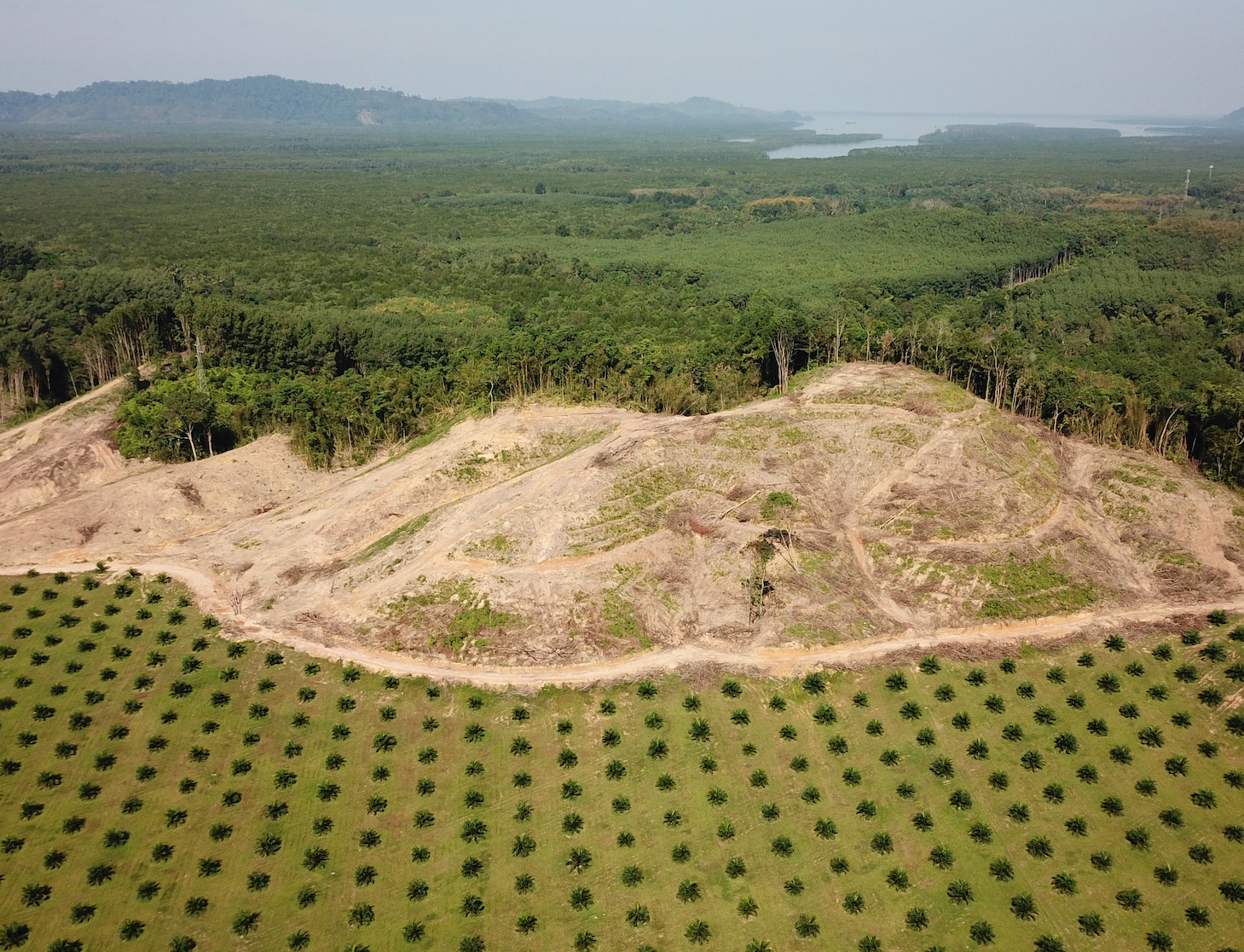 棕榈油种植园显示在东南亚的毁灭。