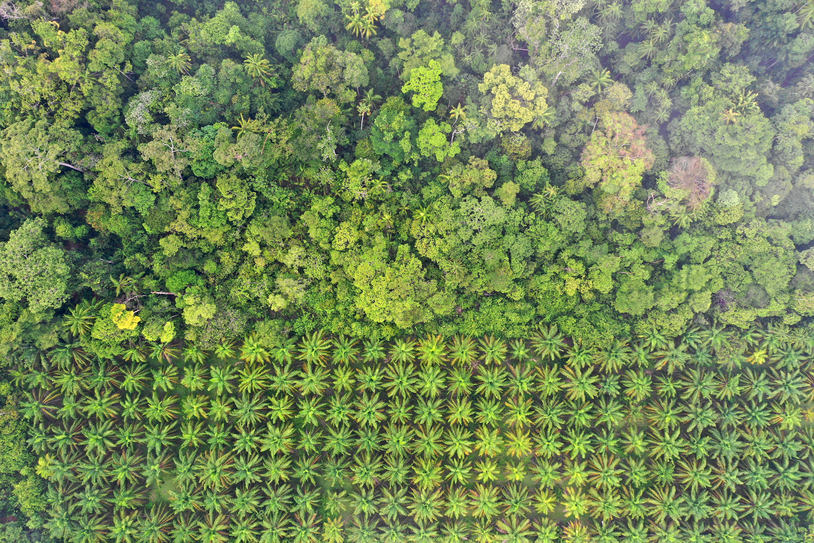 雨林边缘的棕榈油种植园