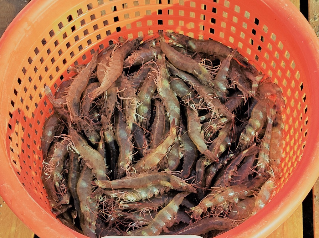 Shrimp in bucket