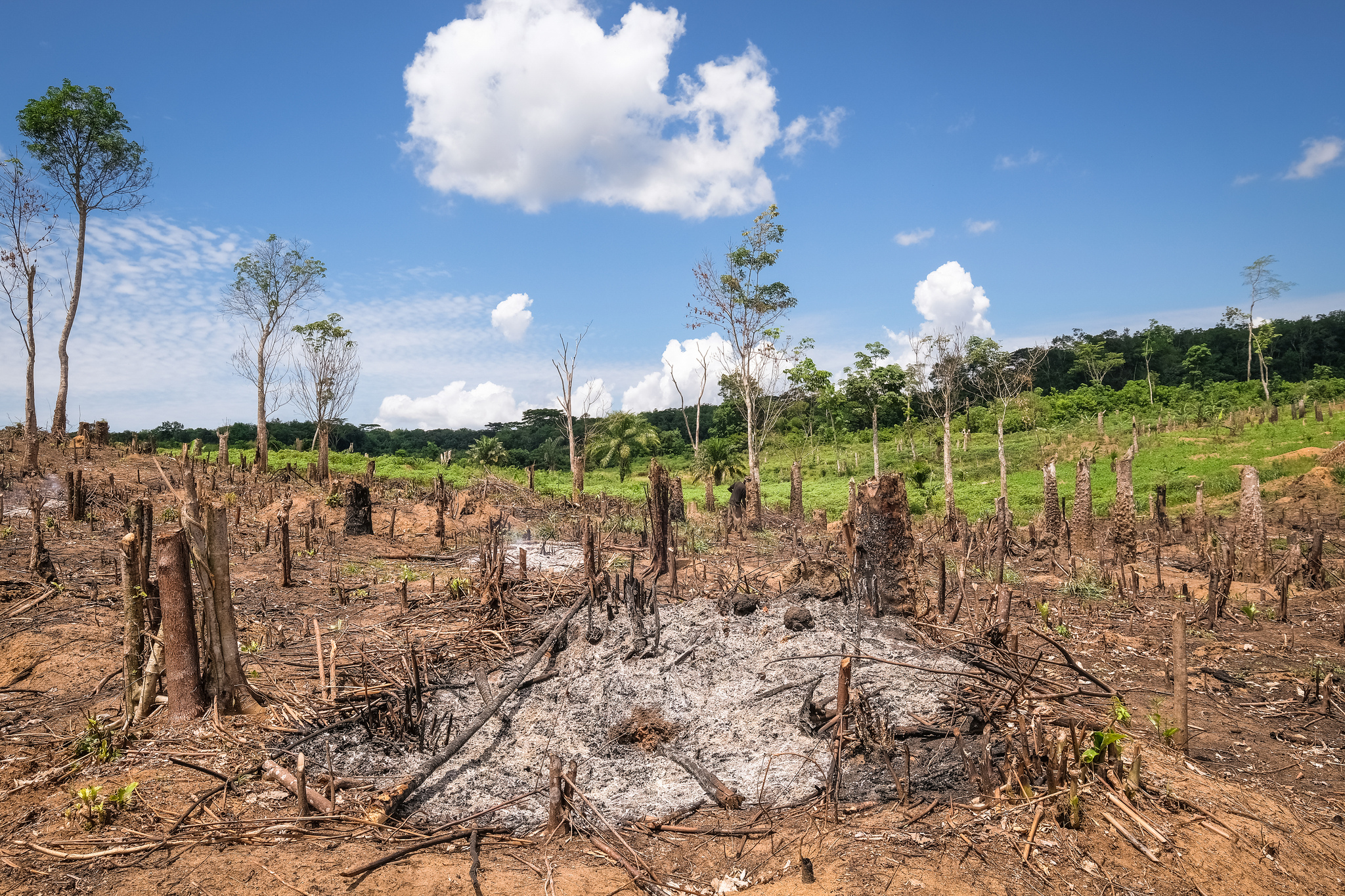 刚果，森林砍伐