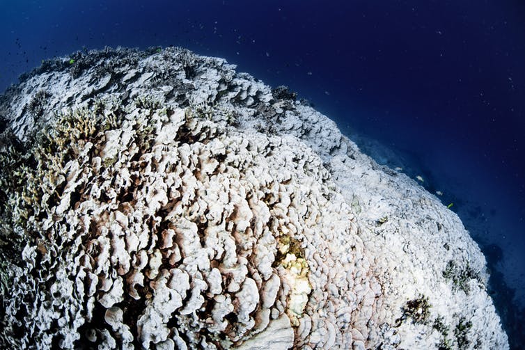 Reef-scale coral bleaching 礁鳞珊瑚漂白