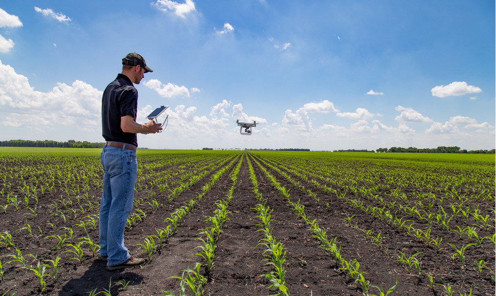 农学家在玉米田里使用无人机技术。