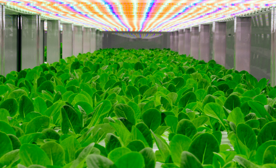 甘绿洲生物技术公司目前正在种植绿叶蔬菜，但其作物路线图要求未来生产草莓、黑莓、甜菜和胡萝卜。