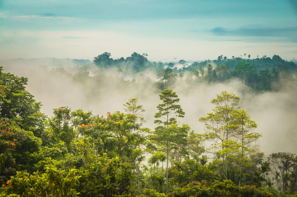 巴布亚新几内亚努库的威尔威尔森林上空的晨雾