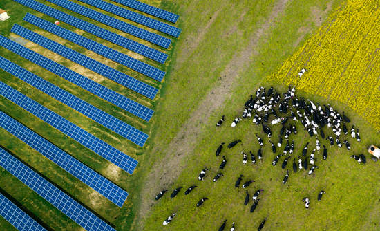 一群奶牛在一家太阳能发电厂附近吃草