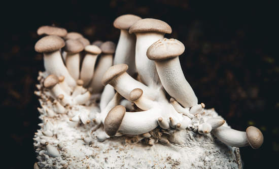 杏鲍菇一束在其根部结构菌丝体，家庭fungiculture和养殖增长