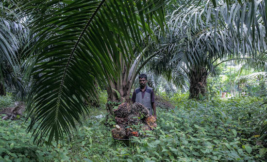 棕榈油种植园，马来西亚吉隆坡