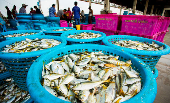 泰国曼谷的渔业