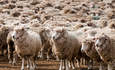 巴塔哥尼亚寻求更可持续的羊毛在巴塔哥尼亚特色图片