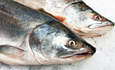 Verlasso致力于解决可持续鲑鱼养殖的特色形象