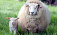 拜耳的地球日承诺:可持续农业，校园羊的特色形象