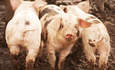 史密斯菲尔德食品公司和寻求大规模，可持续的猪肉特色形象