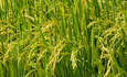 水稻变异现象对食品安全意味着什么