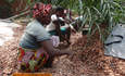 来自象牙海岸的妇女在农村从事可可生产，在晒干可可豆前提取和清洗可可豆。