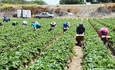 季节性移民农场工人采摘草莓和直接在现场将它们打包，准备在萨利纳斯，加利福尼亚航运于2015年6月30日。