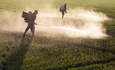 工人们在农田里喷洒除草剂。