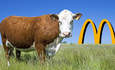 拼贴GreenBiz集团。奶牛和牧场由visuall2 /存在Shutterstock