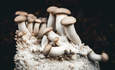 一簇平菇生长在其根部结构的菌丝体上，是家养和养殖的菌类