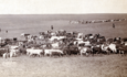 1887年，达科塔地区贝尔福切，另一个农业时代的牛群集拢。