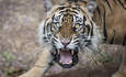 老虎捕食生物多样性和气候变化