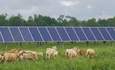 印第安纳能源，太阳能羊