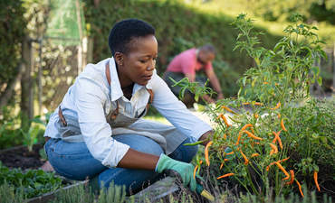 照顾植物和从温室收获新鲜蔬菜的黑人农民。