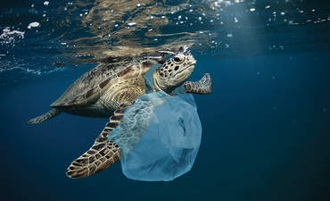 海龟、海洋塑料
