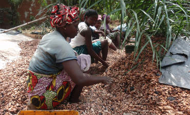 从象牙海岸妇女在农村可可生产工作，干燥之前提取和洗涤的可可豆。