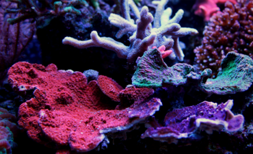 蔷薇珊瑚SPS CORA