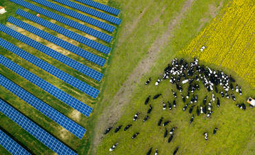 奶牛附近的太阳能发电站吃草牧群