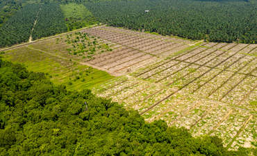 砍伐森林婆罗洲棕榈油种植园