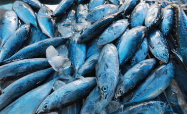 泰国市场的鱼