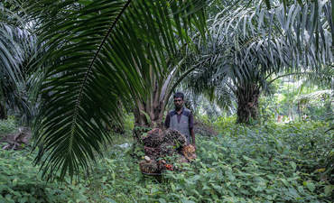 马来西亚吉隆坡的棕榈油种植园