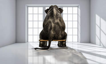 什么要告诉你的CEO对董事会功能的图像中的大象