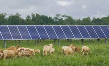 印第安纳能源，太阳能羊